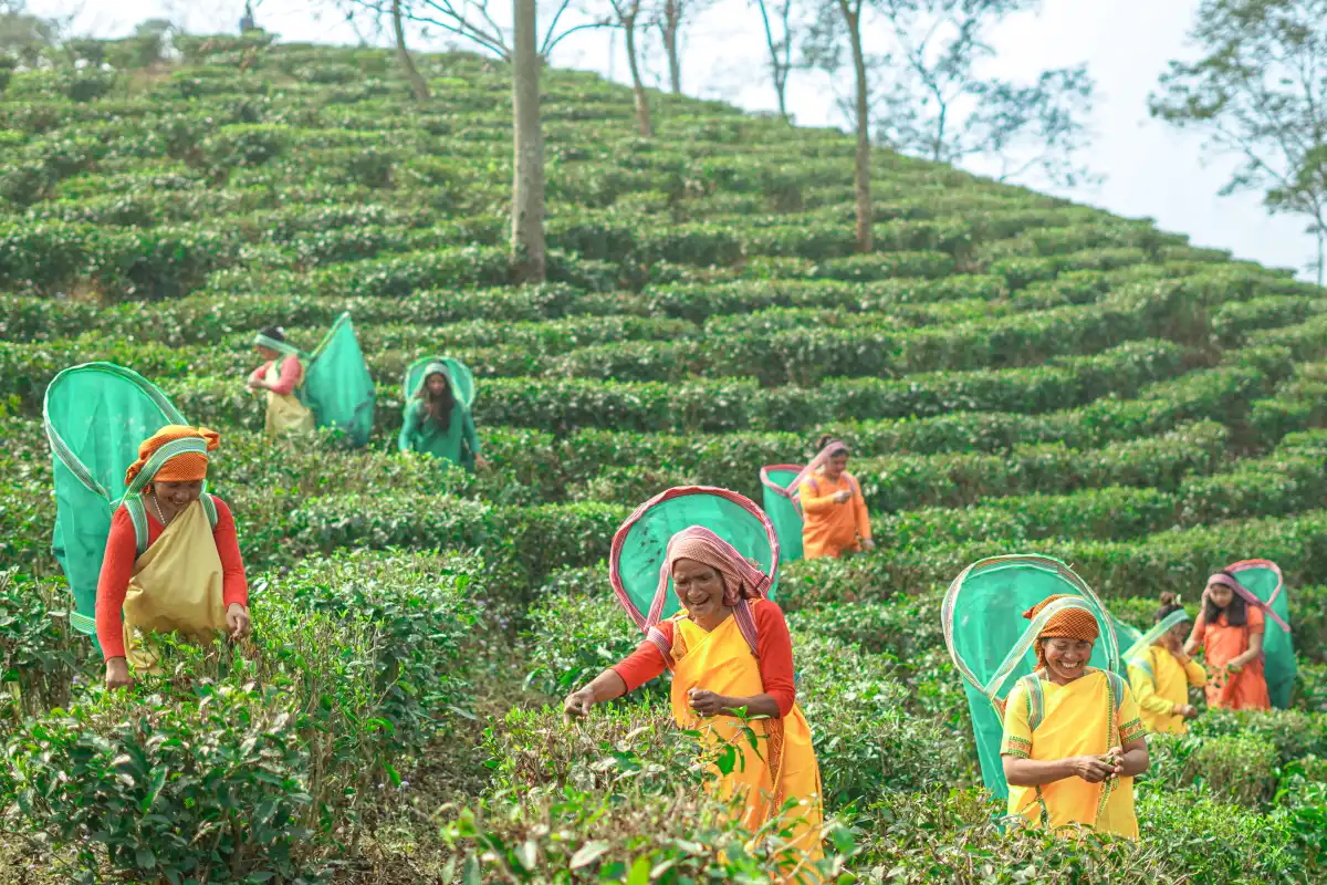 Tea Trails Journey